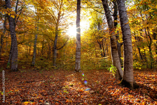 Forest on a bright day