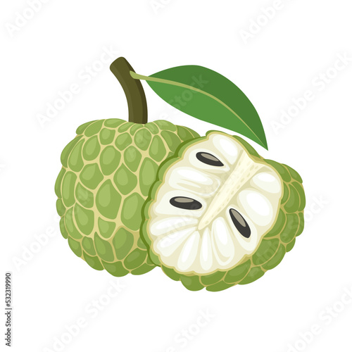 Vector illustration, Sugar apple or custard apple with green leaves, isolated on white background, exotic tropical Thai annona or cherimoya fruit. photo