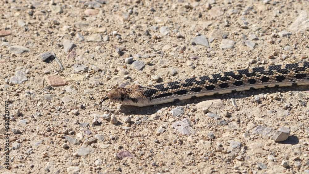 Bull snake slowly slithering across dirt road in the Utah wilderness. Bull snake slowly slithering across dirt road in the Utah wilderness.