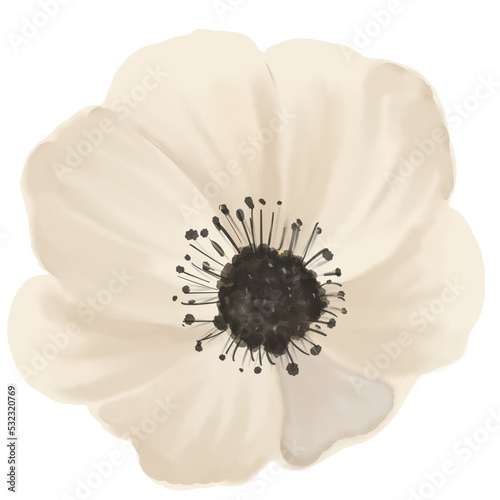 flower isolated on white background
