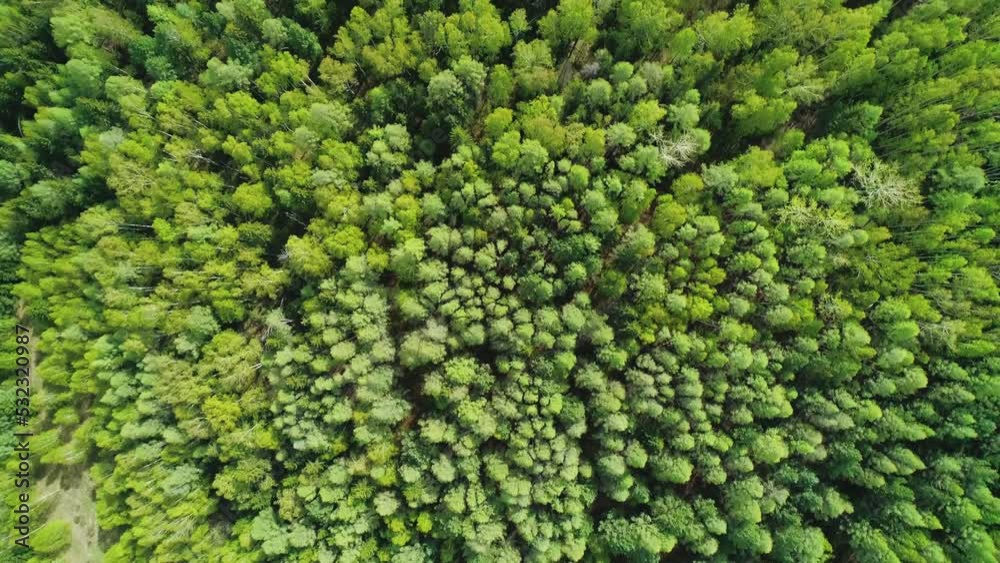Aerial over the treetops of evergreen coniferous green forest on a bright sunny day. Beauty in nature concept