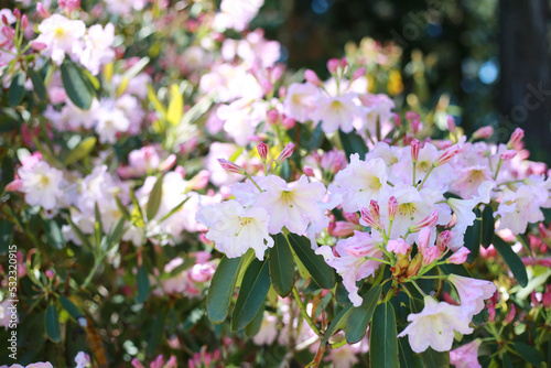 ピンクの花壇