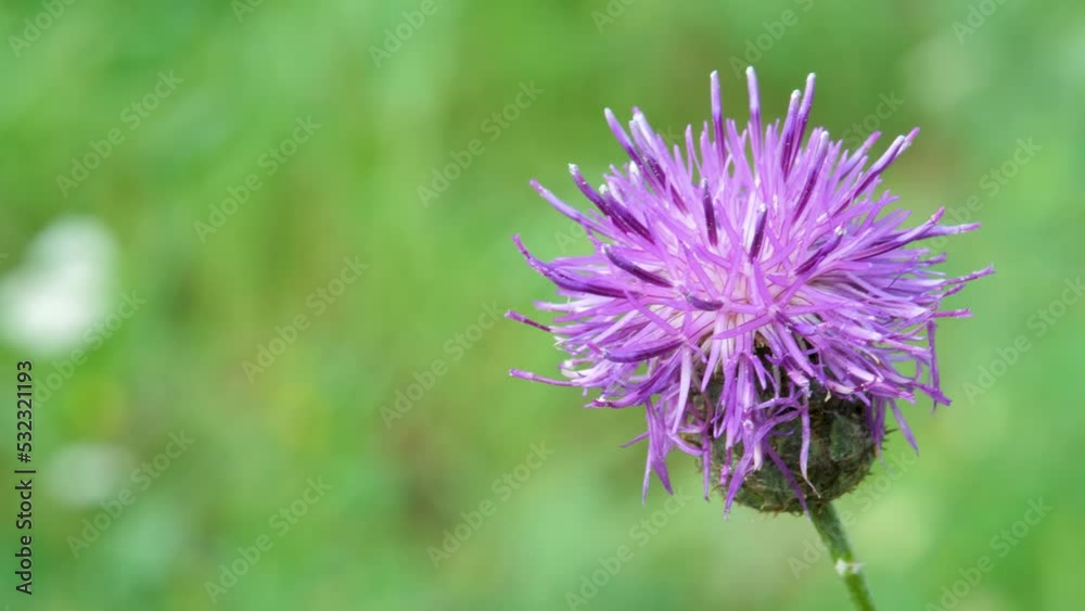 Red ladybug with dots crawls on flower. Blooming purple thistle flowers. Growing plant and beetle in wind on bright sunny day. Green field background Red ladybug with dots crawls on flower. Blooming purple thistle flowers. Growing plant and beetle in wind on bright sunny day. Green field background