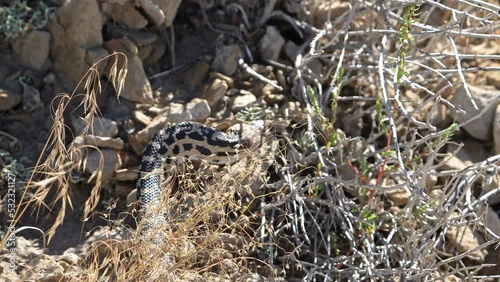 Bull snake slithering through the brush and rocks in the Utah wilderness. photo