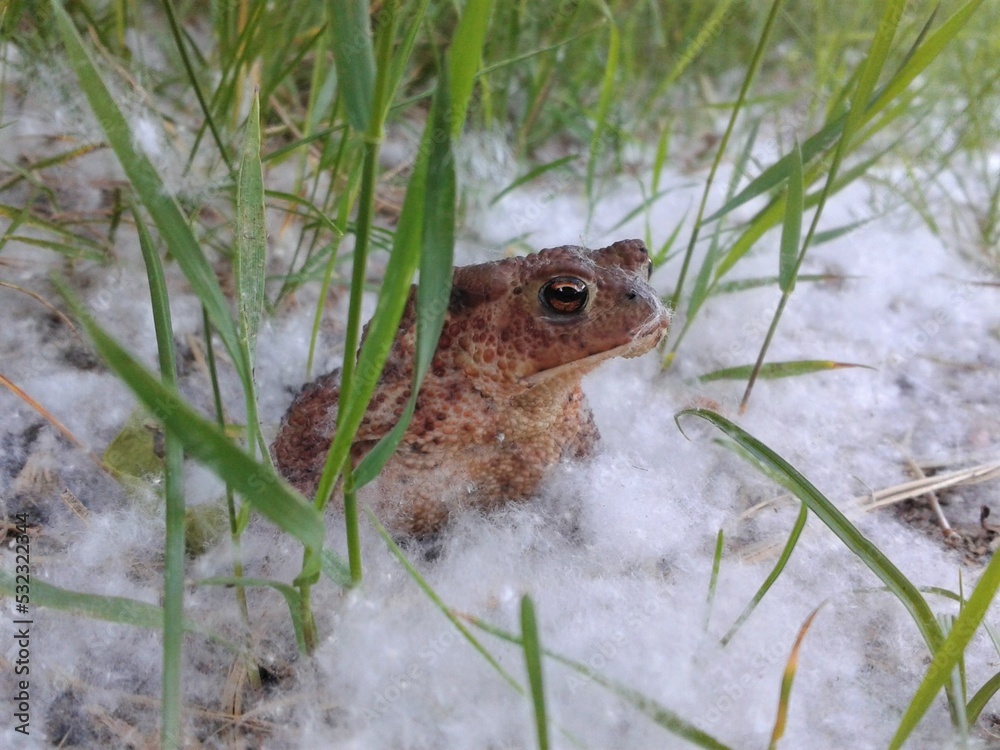 Fotografie Young common toad (Bufo bufo) sitting in poplar tree seed fluff