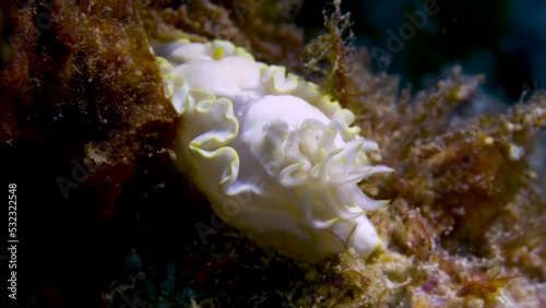 Nudibranch's (Ardeadoris angustolutea) feathers moving with the ocean current. photo