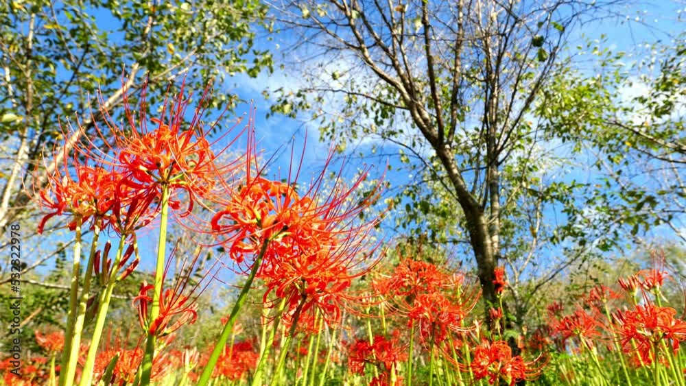 Red spider lily or cluster amaryllis flowers blooming in the blue sky in autumn or fall, Outdoor or travel background, Higanbana or Lycoris Red spider lily or cluster amaryllis flowers blooming in the blue sky in autumn or fall, Outdoor or travel background, Higanbana or Lycoris