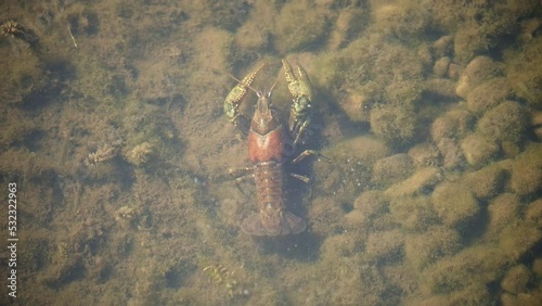 Crayfish crawling in shallow water in the Strawberry River in Utah. photo