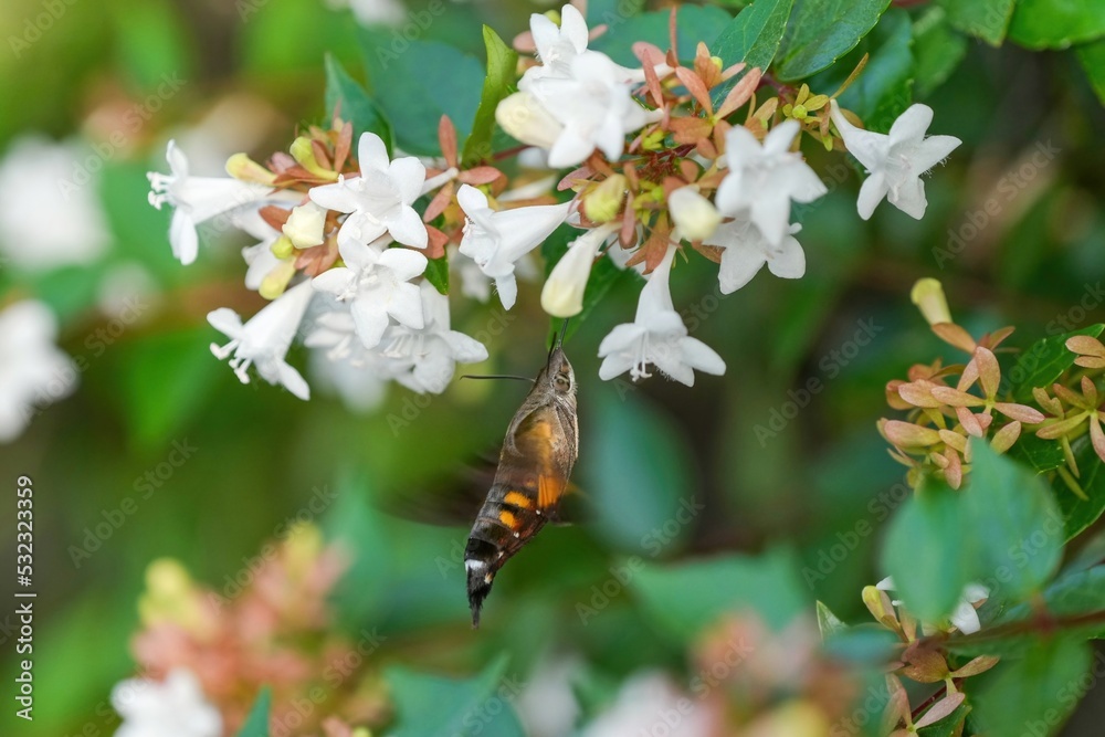 飛びながらアベリアの蜜を吸うホウジャク 飛びながらアベリアの蜜を吸うホウジャク