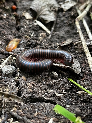 close up of a millipede