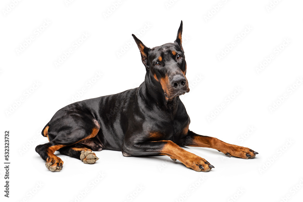 Black and rust Doberman on white background