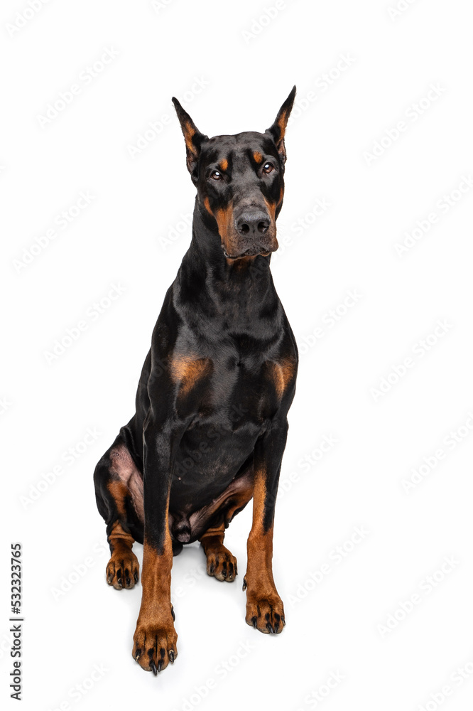 Black and rust Doberman on white background Black and rust Doberman on white background