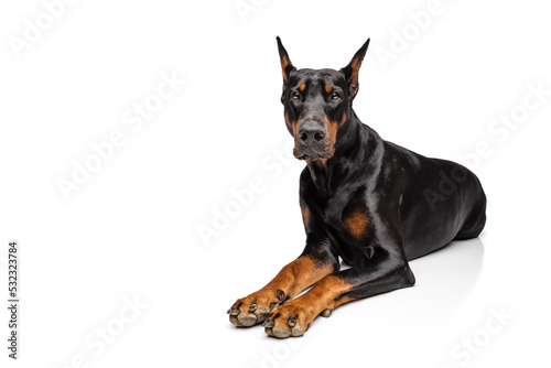 Black and rust Doberman on white background