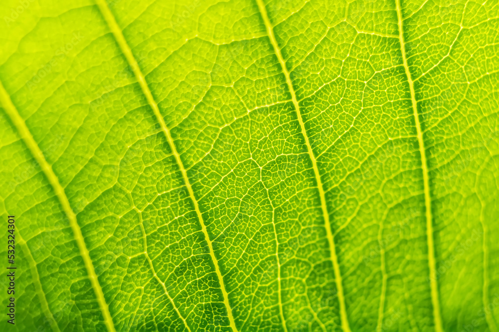 Green leaf texture macro close up showing veins with glowing light Green leaf texture macro close up showing veins with glowing light