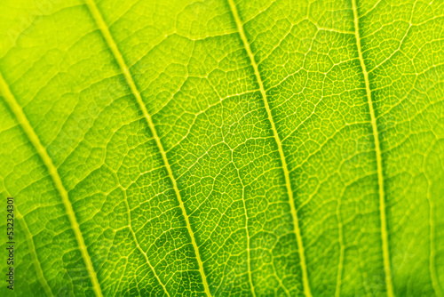 Green leaf texture macro close up showing veins with glowing light