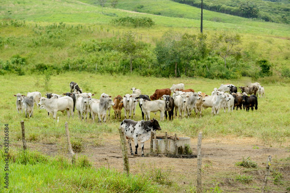 Obraz premium Cattle. Herd of Nelore cattle in the Northeast Region of Brazil. Livestock.