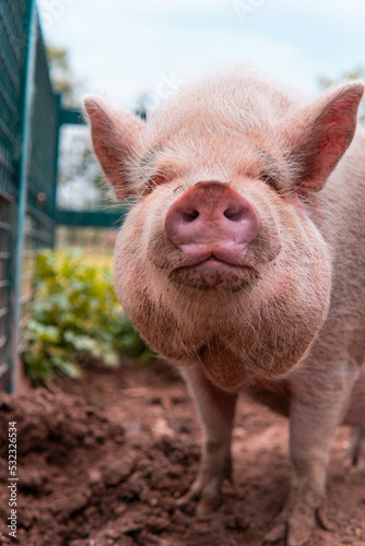High quality photography. Pig farming raising and breeding of domestic pigs. Close-up view on pig. Pig in pen at farm. Beautiful portrait of a pink pig in a sty.