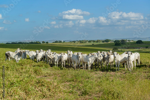 Cattle. Herd of Nelore cattle in the Northeast Region of Brazil. Livestock. photo