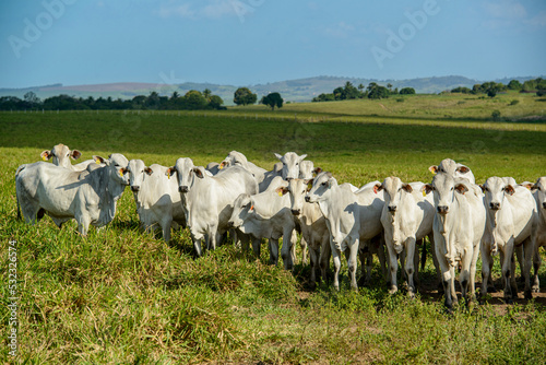 Cattle. Herd of Nelore cattle in the Northeast Region of Brazil. Livestock. photo