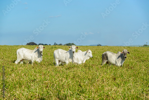 Cattle. Herd of Nelore cattle in the Northeast Region of Brazil. Livestock. photo