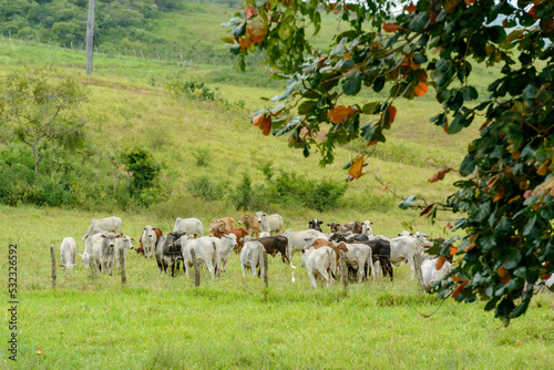 Cattle. Herd of Nelore cattle in the Northeast Region of Brazil. Livestock.