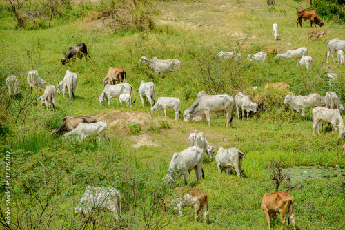Livestock. Cattle grazing on the banks of the Paraiba River, Paraíba, Brazil on September 20, 2022.