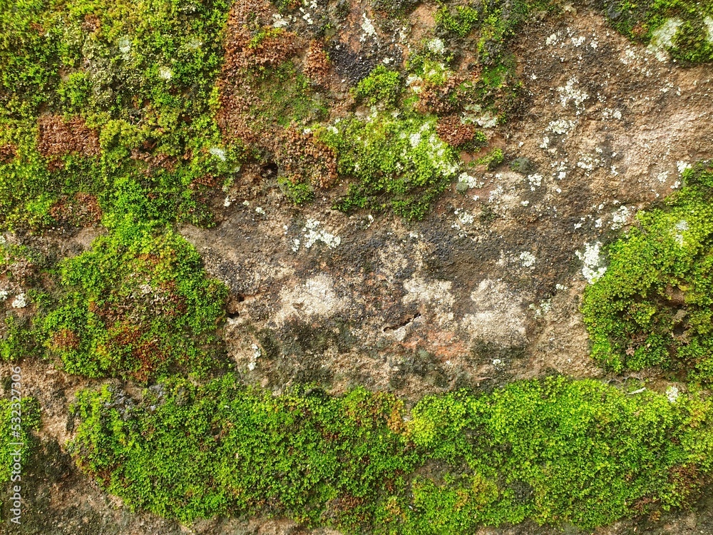 Moss is on the wall brick with moisture.green nature background and texture.tropical rainforest Moss is on the wall brick with moisture.green nature background and texture.tropical rainforest