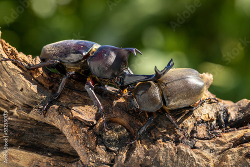 ヤマトカブトムシのペア　‐Japanese rhinoceros beetle‐ © kelly marken