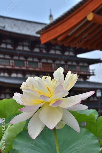 lotus flower in the temple