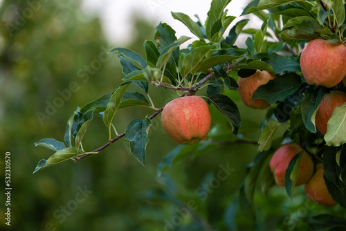 Apples on a tree in an orchard