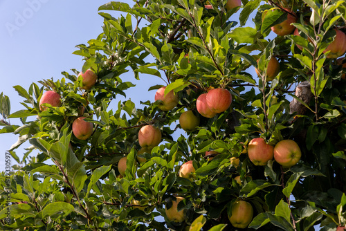 Apples on a tree in an orchard © rickdeacon