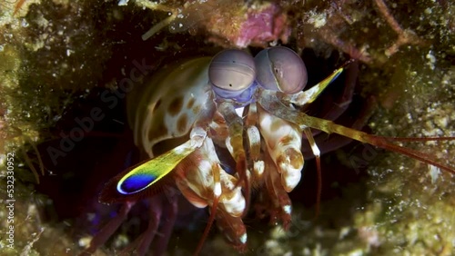 Zoom-in shot of mantis shrimp eye apparatus. photo