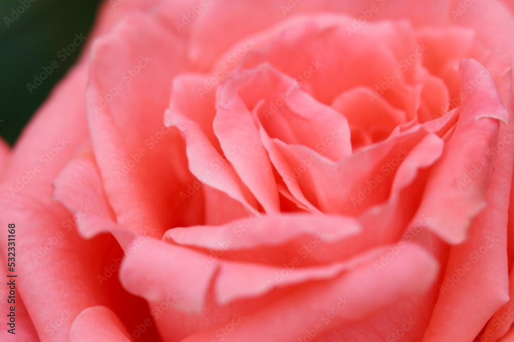 Warm pink rose flower head, macro closeup texture photograph. Warm pink rose flower head, macro closeup texture photograph.