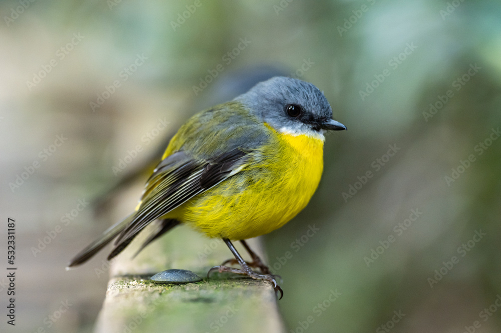 Obraz premium Eastern Yellow Robin perched on a wall with a clean background (scientific name Eopsaltria australis)