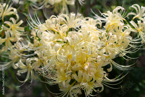 White spider lily (Higanbana, Lycoris albiflora)