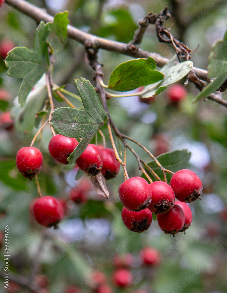 Red Hawthorn (Crataegus) berries in autumn. The plant is also known as Quickthorn, Thornapple, Whitethorn, Mayflower or Hawberry. Red Hawthorn (Crataegus) berries in autumn. The plant is also known as Quickthorn, Thornapple, Whitethorn, Mayflower or Hawberry.