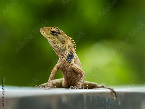 Close up shot of a chameleon looking at the camera.
