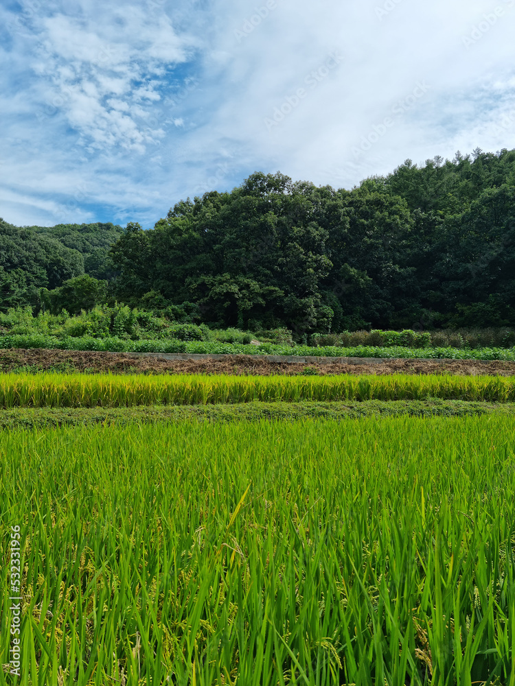 summer green rice field. Rural landscape. summer green rice field. Rural landscape.
