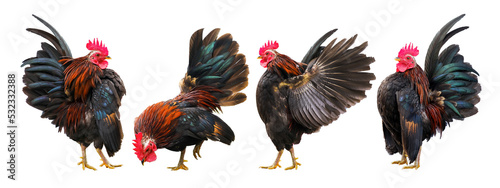 Fotografia Set of colourful free-range roosters in different poses isolated on white backgr