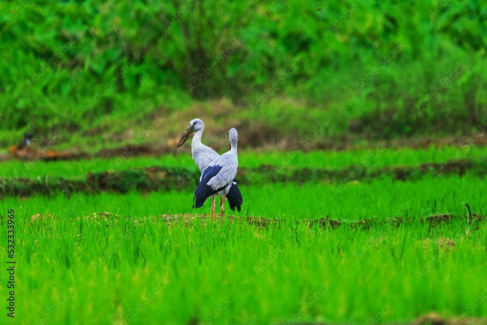 Naklejka premium Asian openbills in paddy field