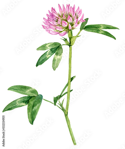 watercolor drawing red field clover flower ,Trifolium pratense , isolated floral element , hand drawn botanical illustration photo