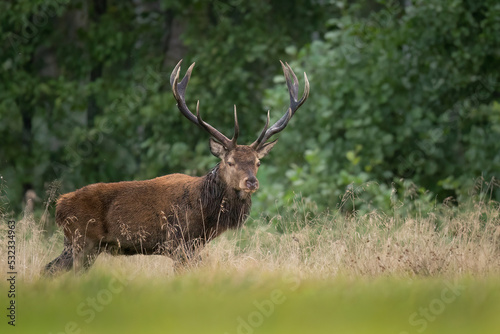 Fototapeta Naklejka Na Ścianę i Meble -  European deer male buck ( Cervus elaphus ) during rut