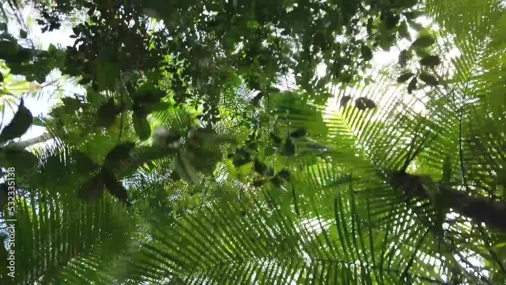 Teto de uma floresta tropical umida
