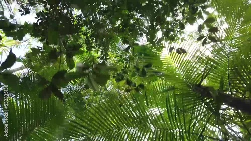 Teto de uma floresta tropical umida photo
