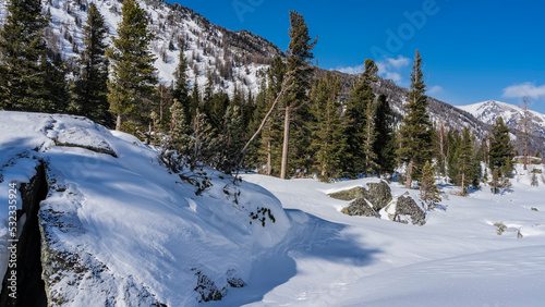 A wooded mountain against a blue sky. Coniferous evergreen trees in the valley. A layer of pure white snow on the ground and on the rocks. In the foreground is a huge boulder with a deep crack. Altai