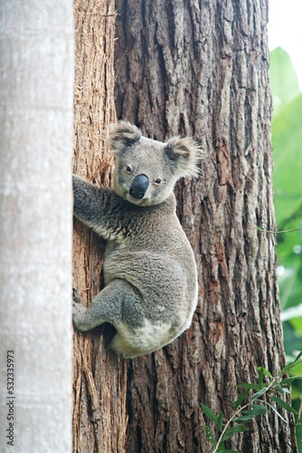 Photography Male koala bear climbing a tree in a nature reserve