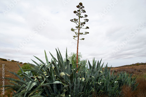 Agave Americana Plant in the Wild photo