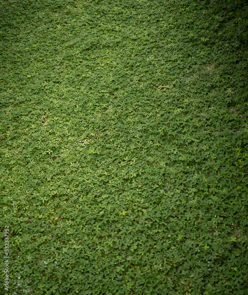Obraz premium green grass background