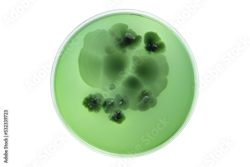 Petri dish and culture media with bacteria on white background with clipping, Test various germs, virus, Coronavirus, Corona, COVID-19, Microbial population count, Food science.