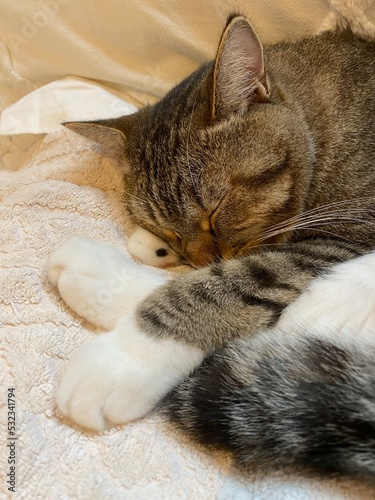 Sleeping boy Mr. Marshmallow on the pillow with towels.  2 years old.  Year 2022 photo